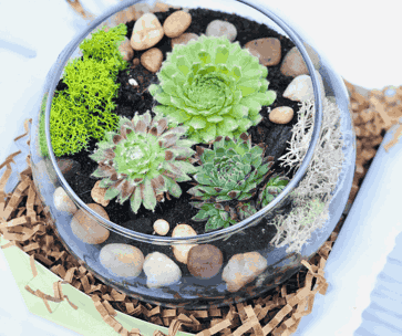 A photo of a Terrarium with three succulents