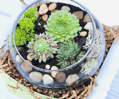 A photo of a Terrarium with three succulents